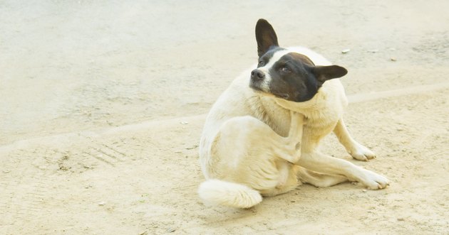 Stray dog scratched