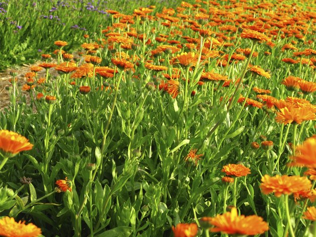 Calendula officinalis blossoms