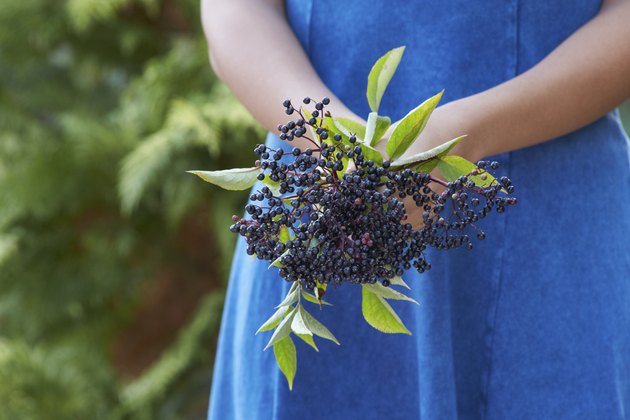 edible-wild-plants-in-indiana-hunker