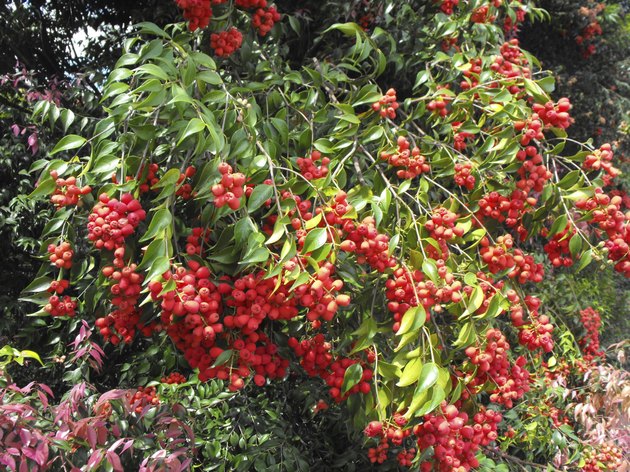 Lillypilly Branch