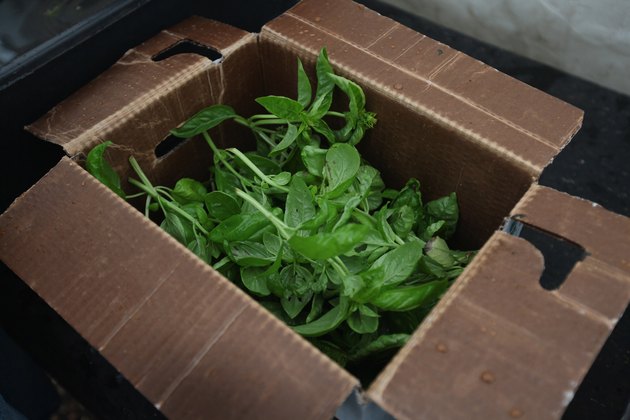 Urban Farm Thrives On Former Site Of Notorious Chicago Housing Project