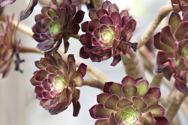 aeonium closeup