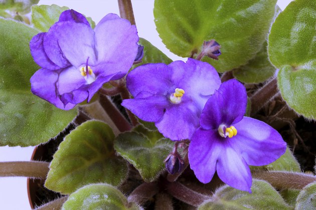 Closeup of Blue African Violet Flowers and Green Leaves