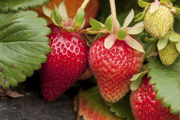 Strawberries
