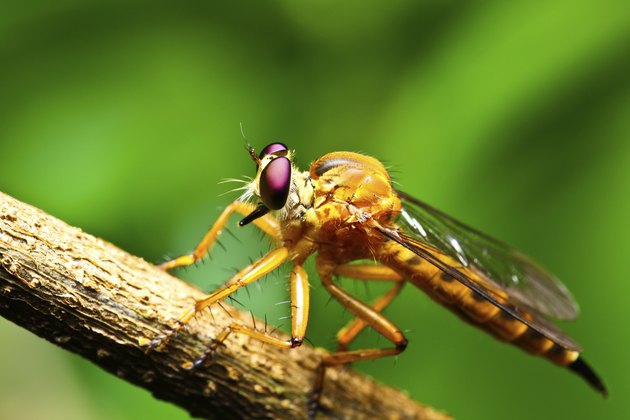 Robber fly