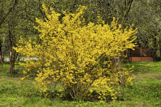 forsythia bush