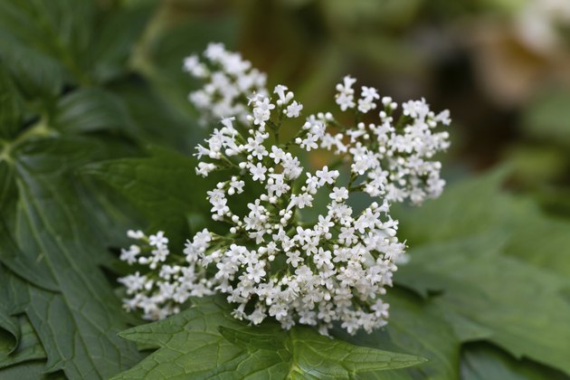 Valeriana on the leaves - Valerian officinalis
