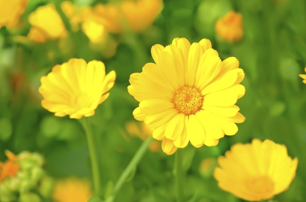 Marigold flowers