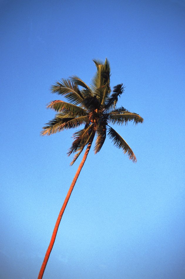 how-to-cut-down-a-palm-tree-without-a-chain-saw-hunker