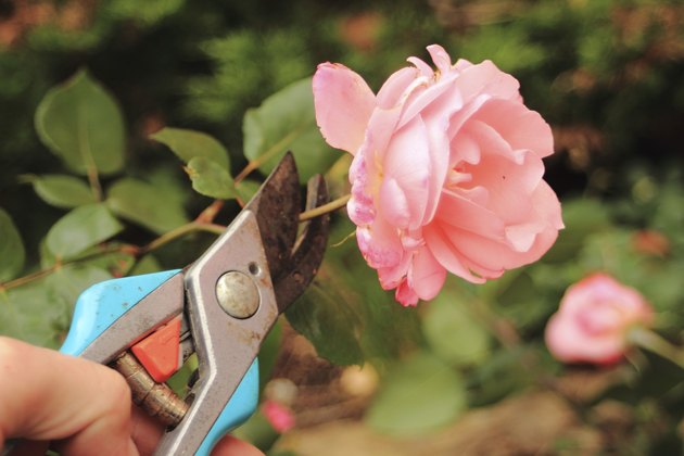 Cutting of an old pink rose with a secateur
