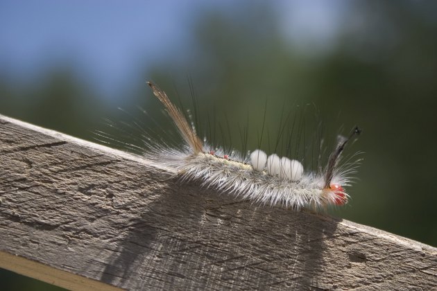 White-marked Tussock Moth caterpillar