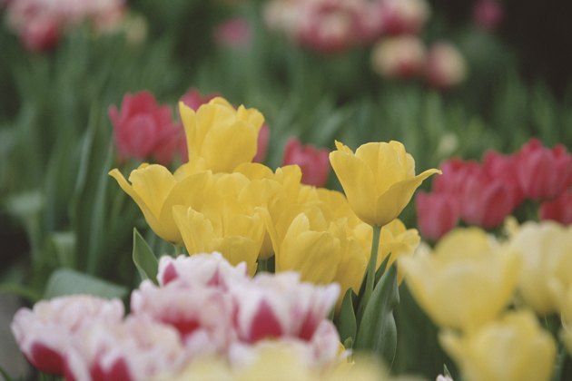 Blooming tulips