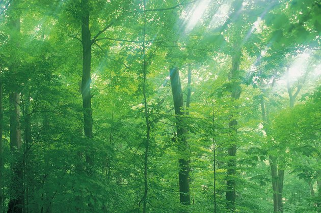 Forest with sunlight filtering through