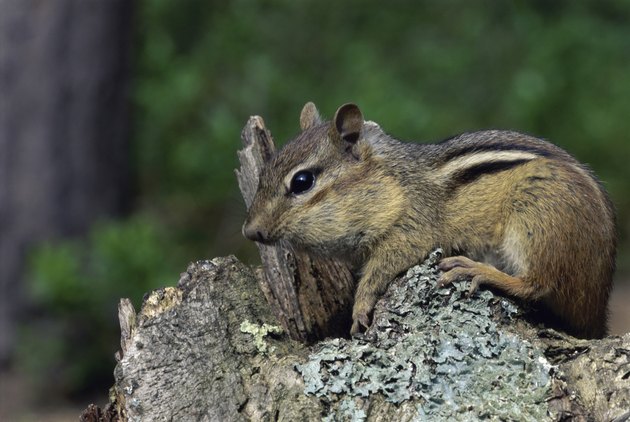 Types of Small Rodents in Michigan | Hunker