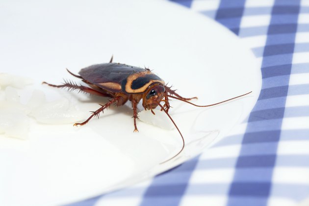 cockroach lunch
