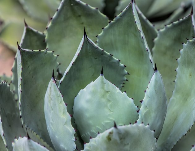 Sharp pointed agave plant leaves
