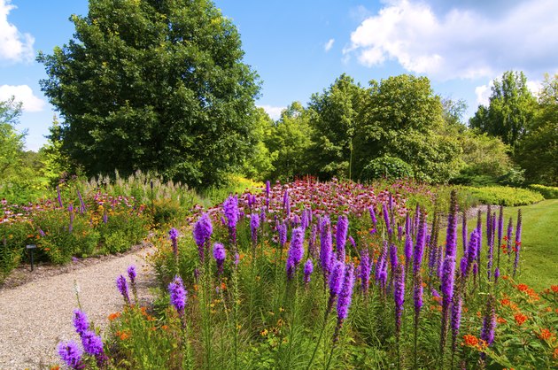 Wildflower patch