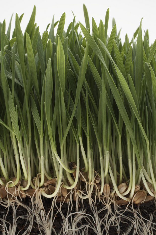 Wheatgrass with exposed roots