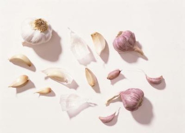 Garlic