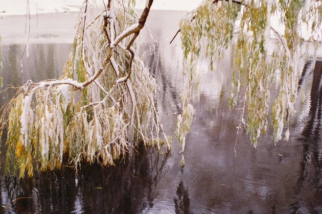droppy tree droppy tree