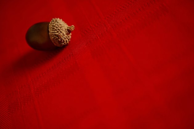 Acorn on tablecloth