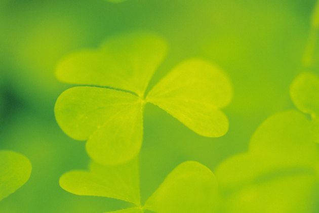 Close-up of clover