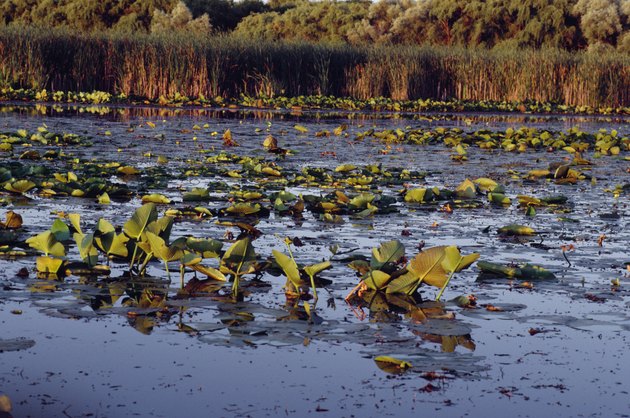 Plants growing in shallow swampland