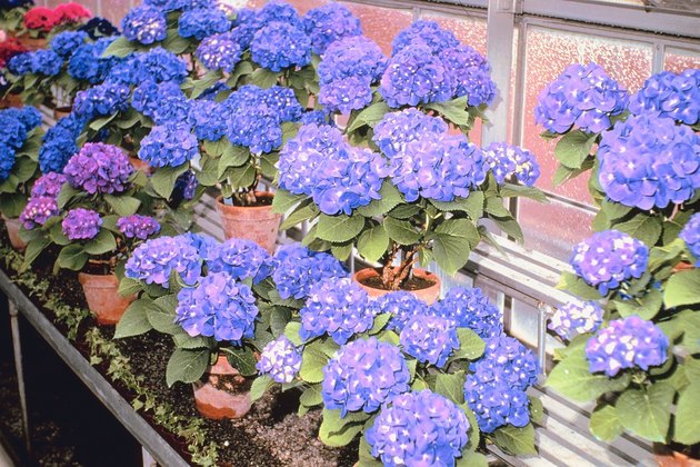 Purple flowers in greenhouse