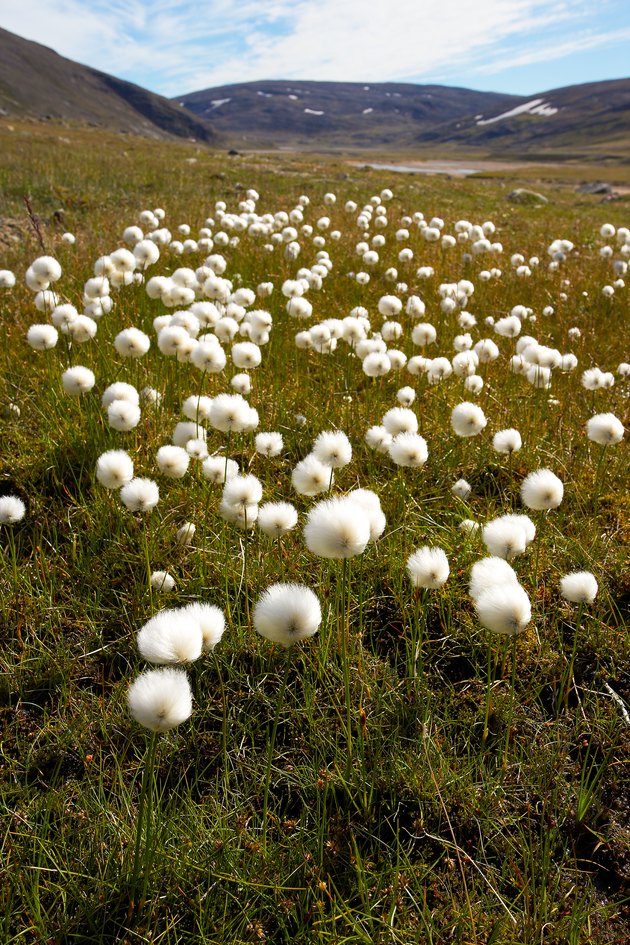 What plant lives in the tundra Idea