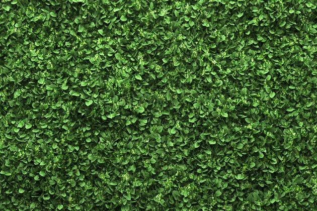 green box hedge background