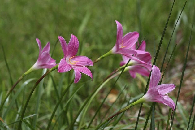 small pink flower