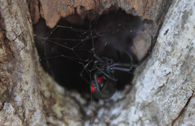 Black Widow Spider in Hiding