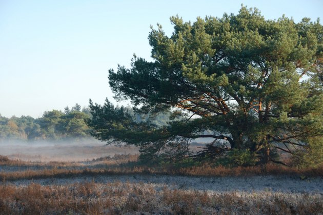 Panorama heathland