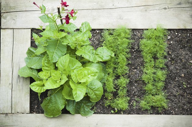 Bed with plants, top view
