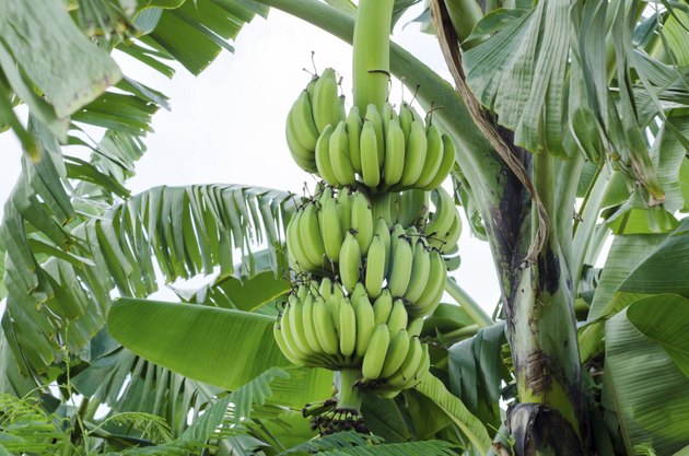 Bunch of bananas