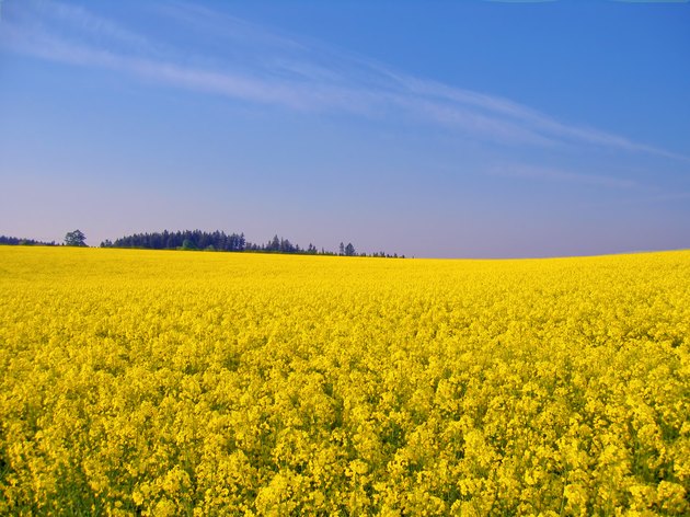 rural landscape