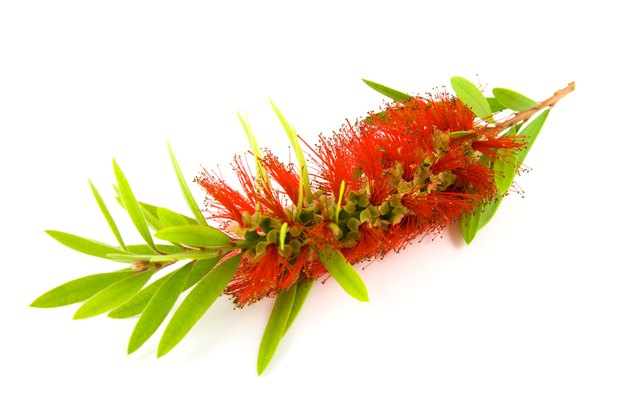Single Bottlebrush Bloom