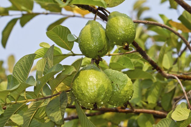 guava fruit