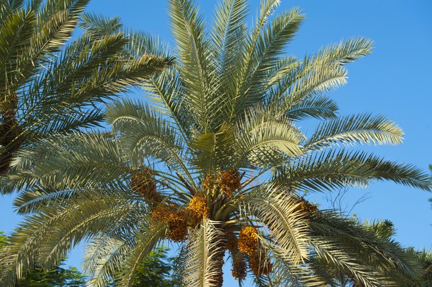 palm tree