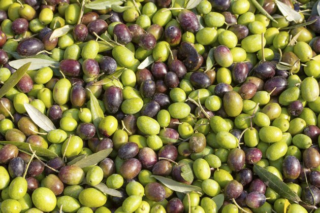 How to Grow an Olive Tree From a Seed | Hunker