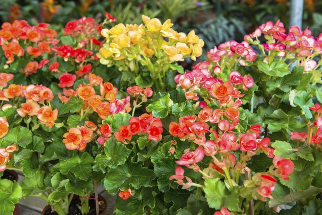 Kalanchoe house plant, close up