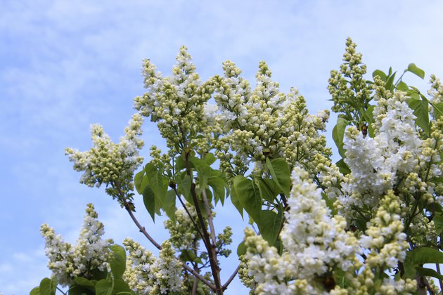 List of Japanese Trees | Hunker