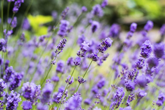 Lavander flowers close up