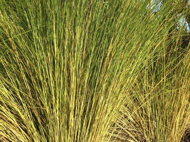 Tall Grass along Beach Coastline Detail Background