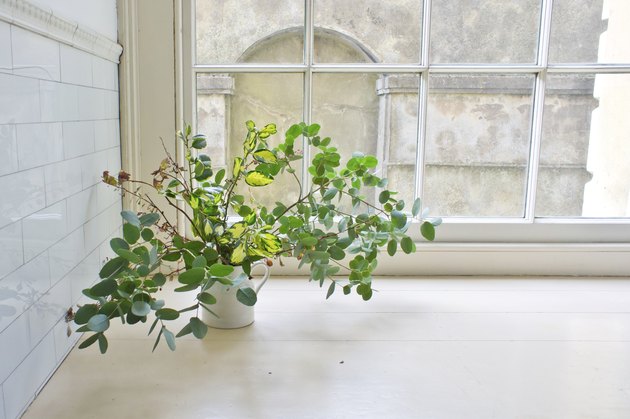House plant