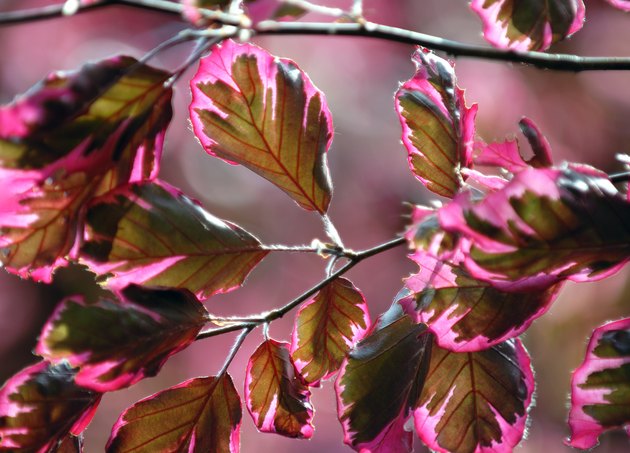 Tricolor Beech