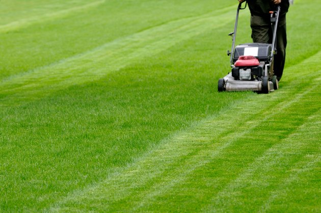 Mowing the lawn