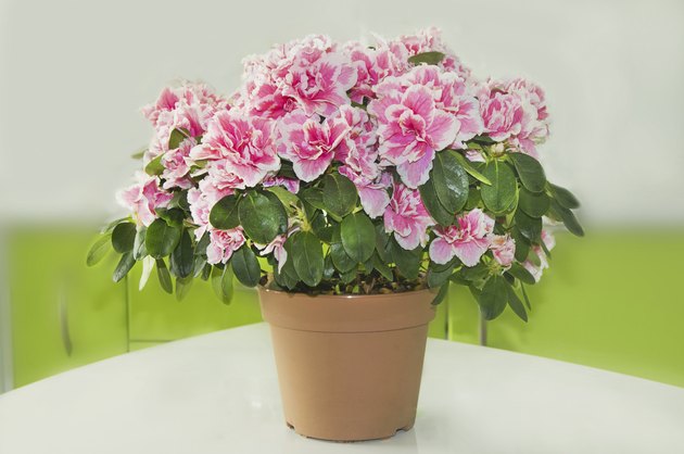 Azalea