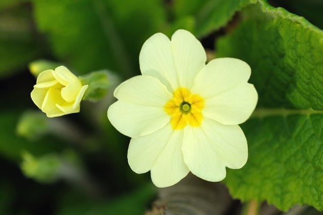 flowers-plants-found-in-temperate-forests-hunker