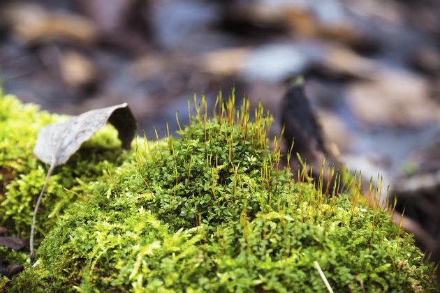 Bright green moss
